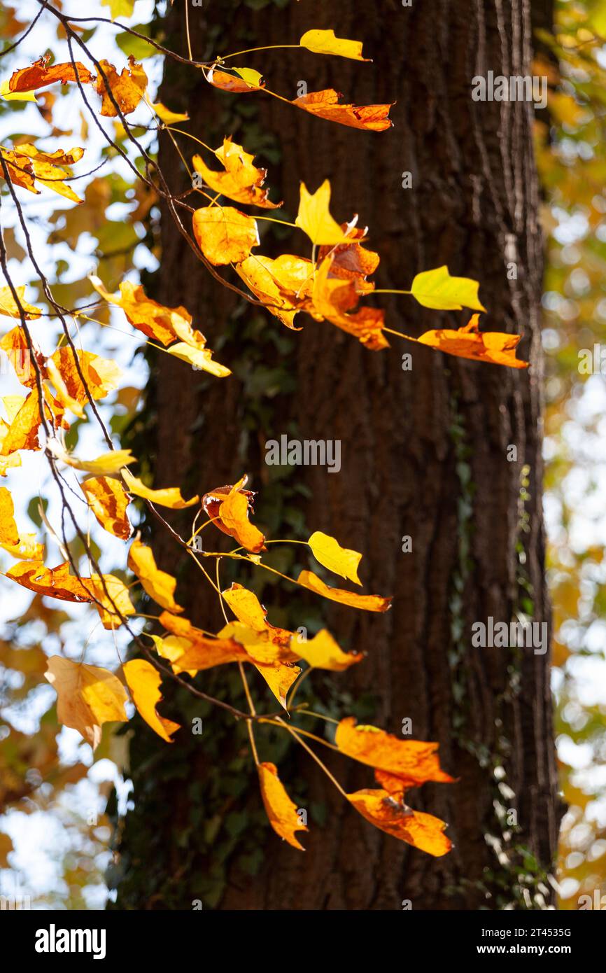 Foglie di autunno su un ramo. Foto Stock