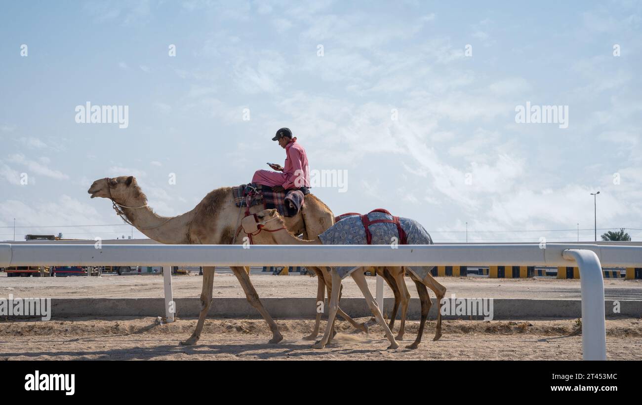 Al Shahaniya, Doha, Qatar - 03 ottobre 2023: I custodi di cammelli stanno preparando e condizionando i cammelli sul tracciato di al Shahaniya Foto Stock
