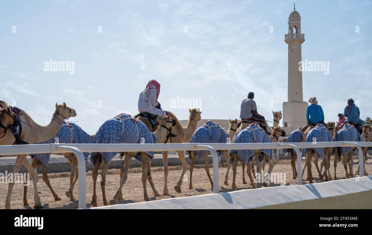 Al Shahaniya, Doha, Qatar - 03 ottobre 2023: I custodi di cammelli stanno preparando e condizionando i cammelli sul tracciato di al Shahaniya Foto Stock