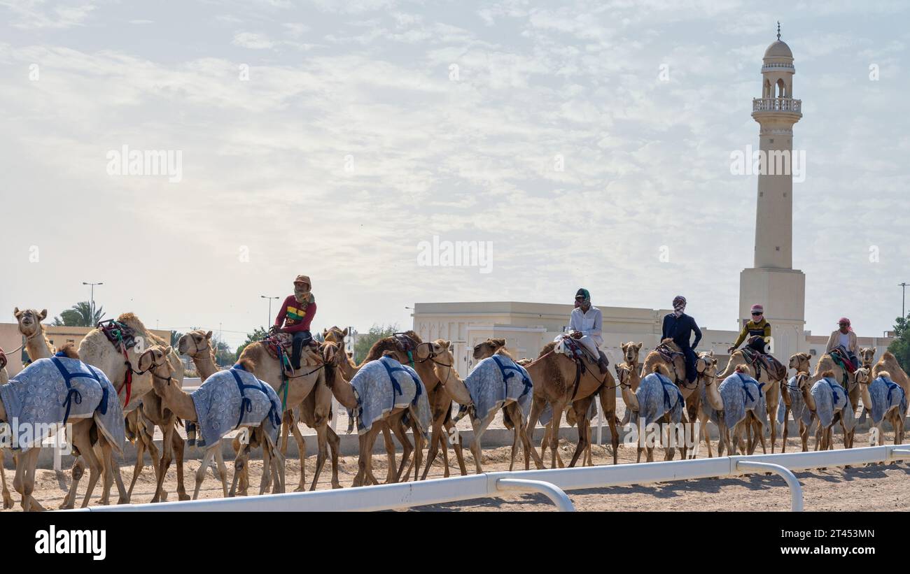 Al Shahaniya, Doha, Qatar - 03 ottobre 2023: I custodi di cammelli stanno preparando e condizionando i cammelli sul tracciato di al Shahaniya Foto Stock