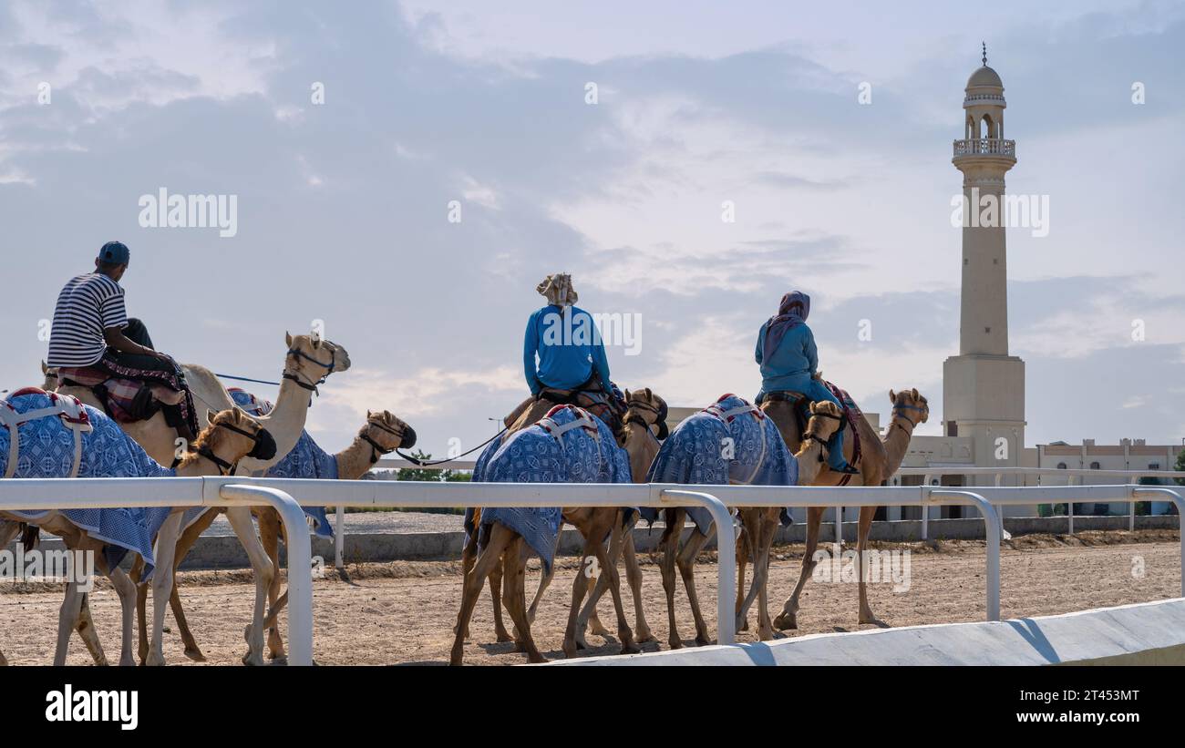 Al Shahaniya, Doha, Qatar - 03 ottobre 2023: I custodi di cammelli stanno preparando e condizionando i cammelli sul tracciato di al Shahaniya Foto Stock
