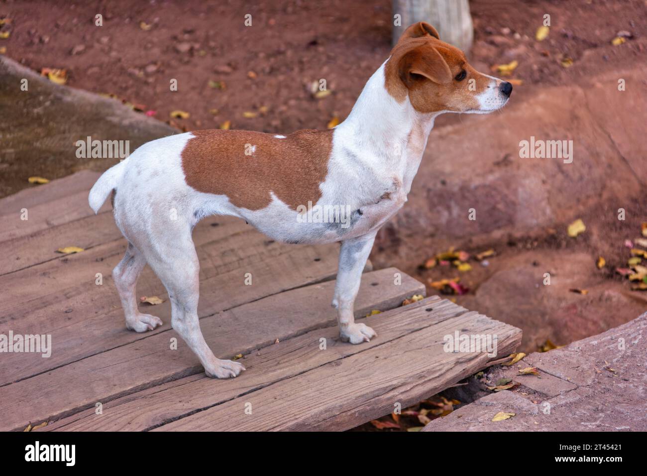 Cane russel a tre zampe in un rifugio, operazione finanziata da un'organizzazione benefica di ONG Foto Stock