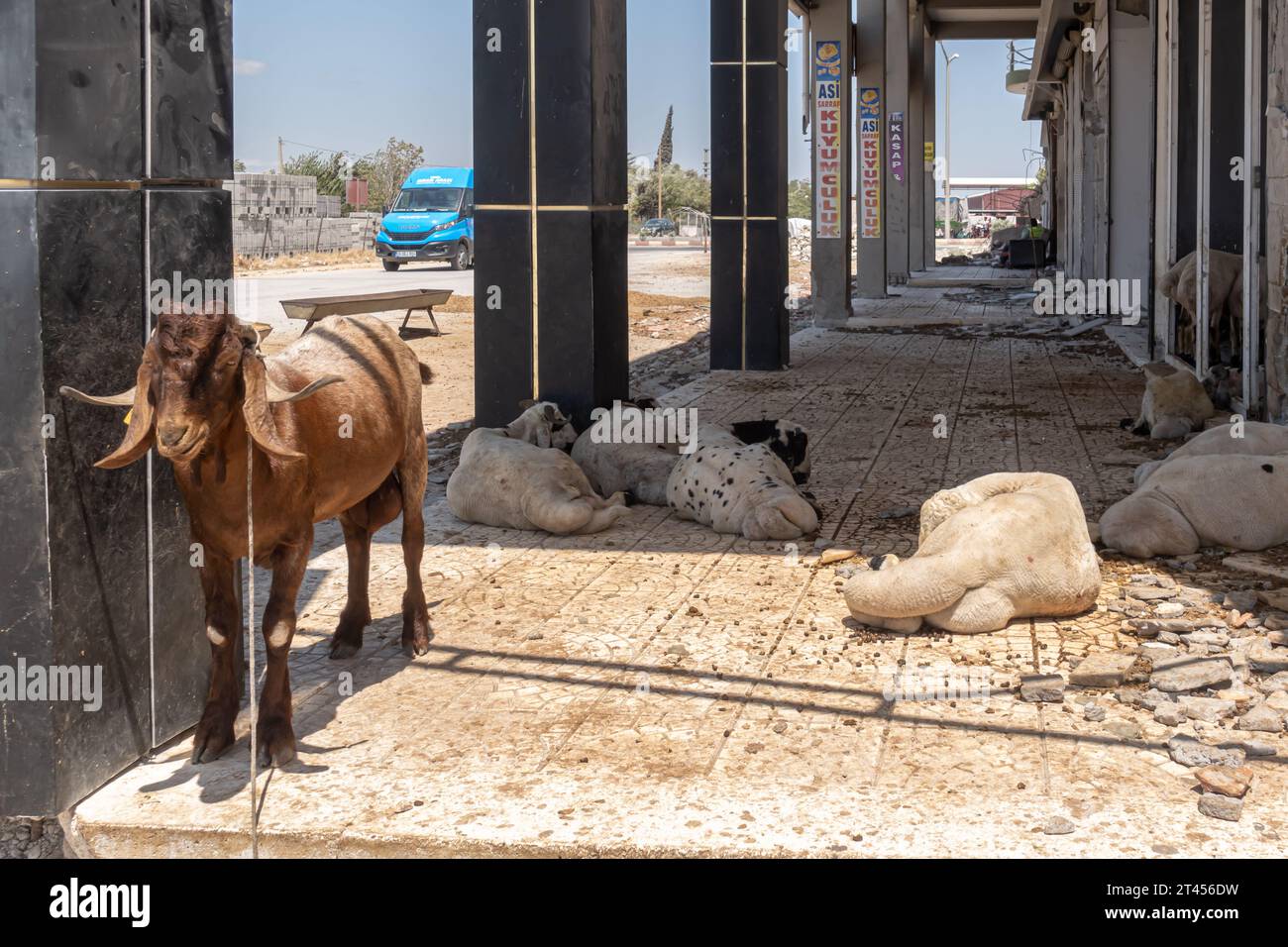 Capra legata a una colonna dell'edificio distrutta dal terremoto turco del 2023. Animali domestici ad Antakya Hatay in Turchia Foto Stock