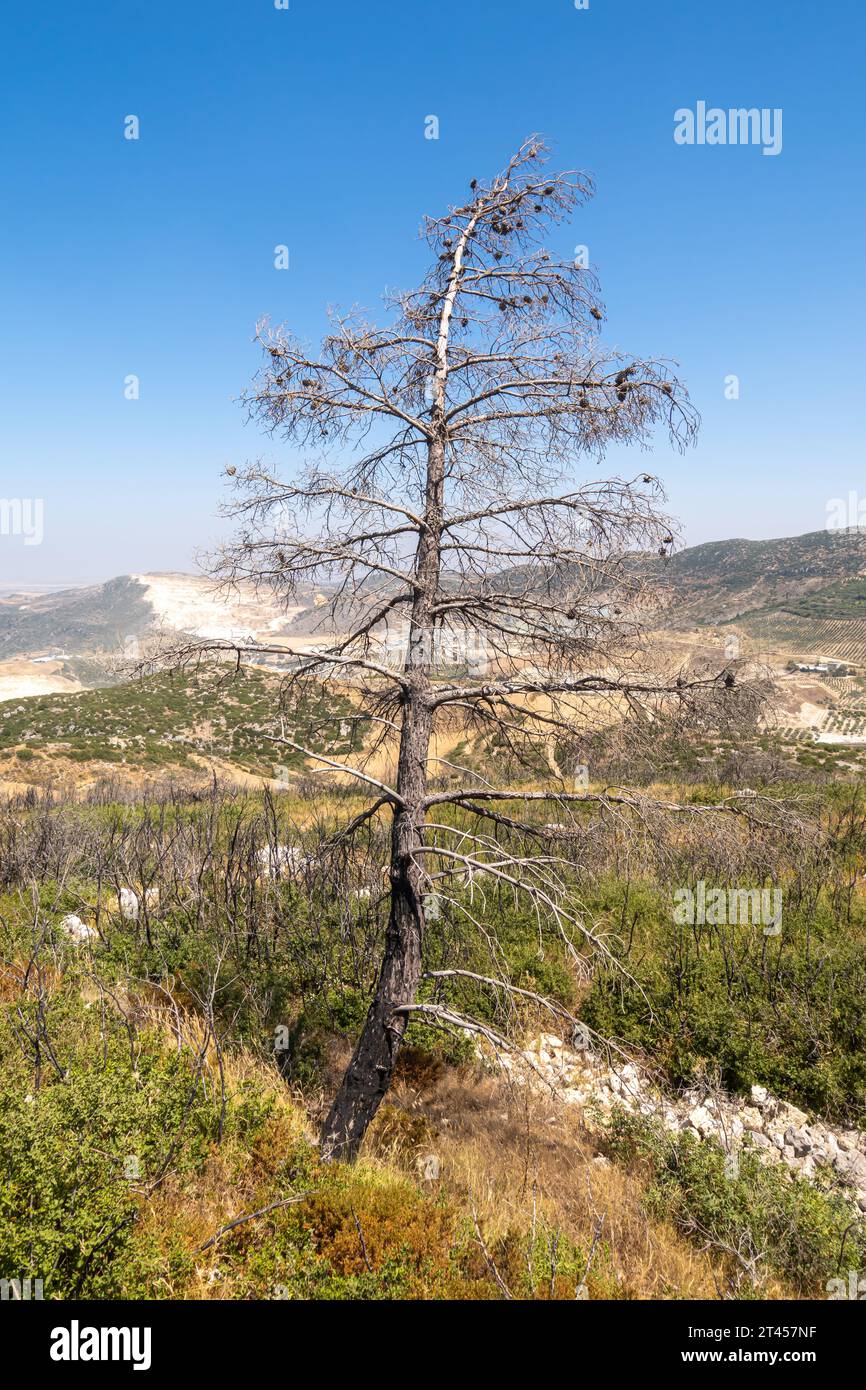 Dead Pine Tree nella provincia di Hatay in Turchia Foto Stock