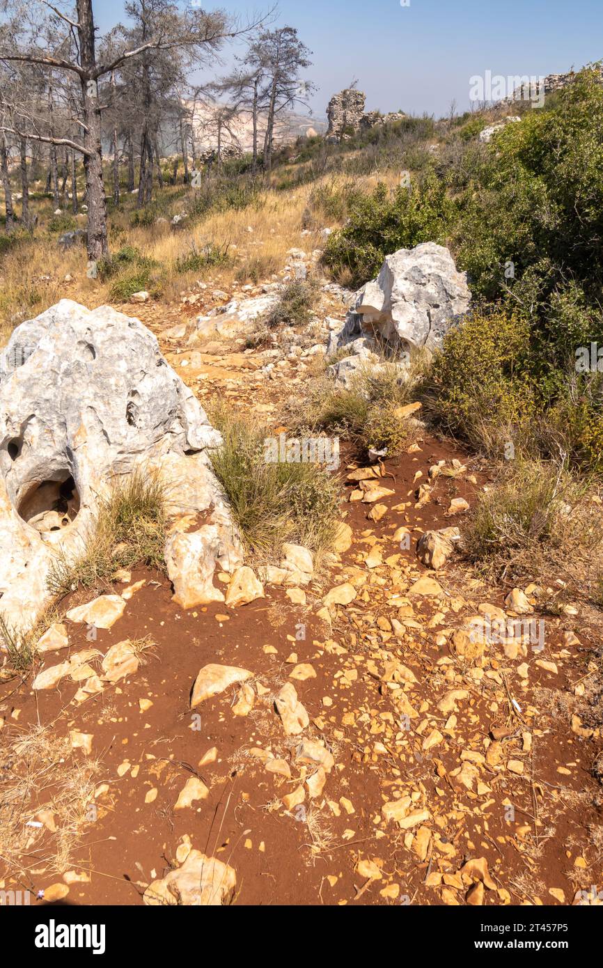 Terreno roccioso con rocce bianche sparse in tutto il suolo. Pini nel paesaggio collinare di Hatay Antioch Antakya Turchia Foto Stock