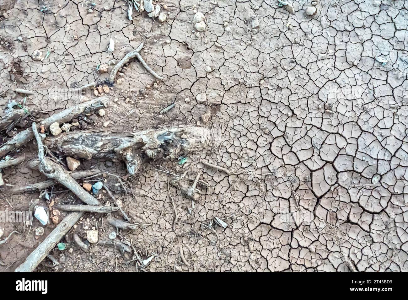 Terra screpolata secca, siccità del suolo terra secca terreno secco terreno argilloso arido con crepe che si incrinano, pezzi di corteccia di alberi morti. Concetto: Cambiamento climatico Foto Stock