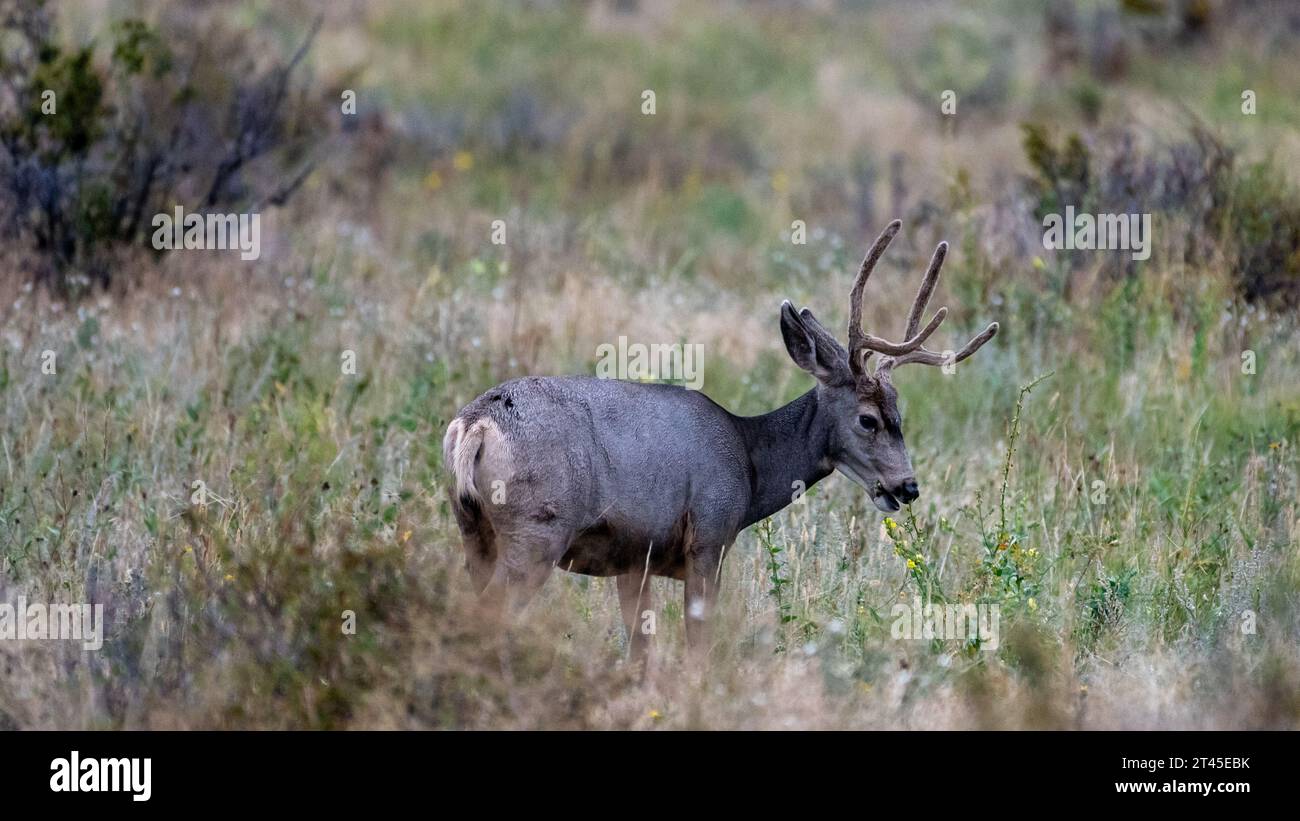 Mulo Deer Buck with Antlers nel parco nazionale delle Montagne Rocciose Foto Stock