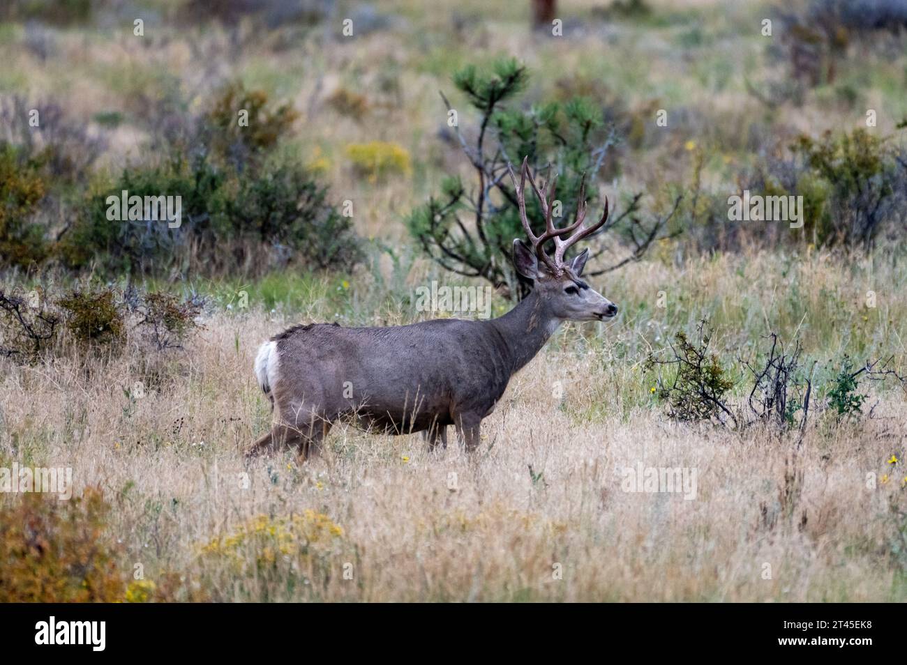 Mulo Deer Buck with Antlers nel parco nazionale delle Montagne Rocciose Foto Stock