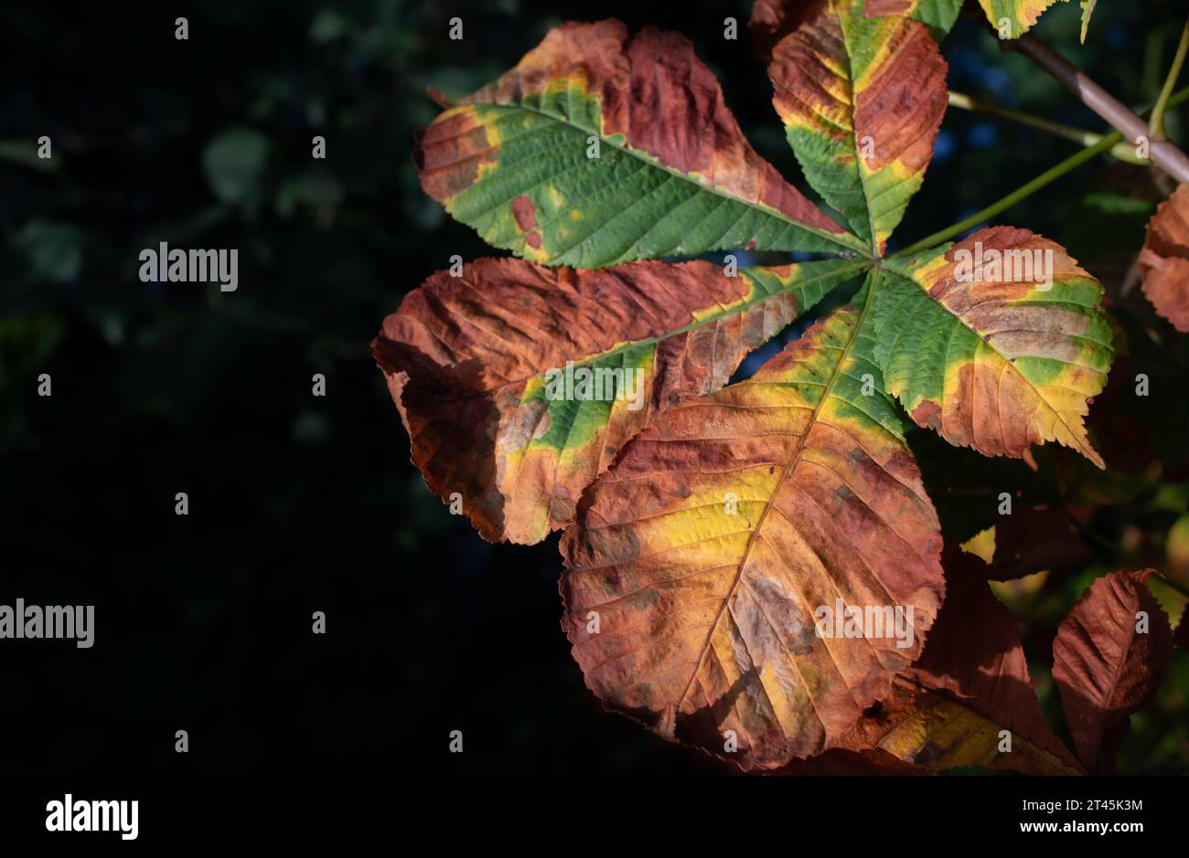 Primo piano di una foglia del castagno. La foglia è di colore giallo, marrone e verde in autunno. Foglie verdi sfocate sullo sfondo. Lì Foto Stock
