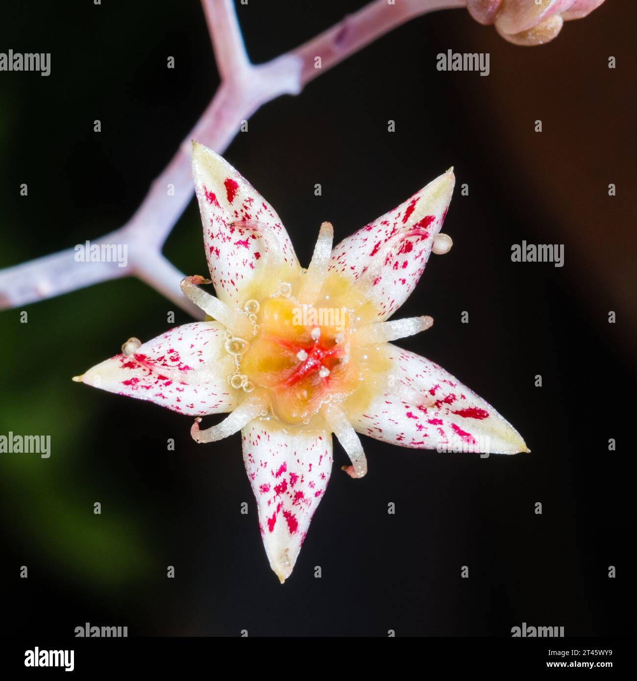 Piccolo fiore a forma di stella del Graptopetalum Paraguayense Foto Stock