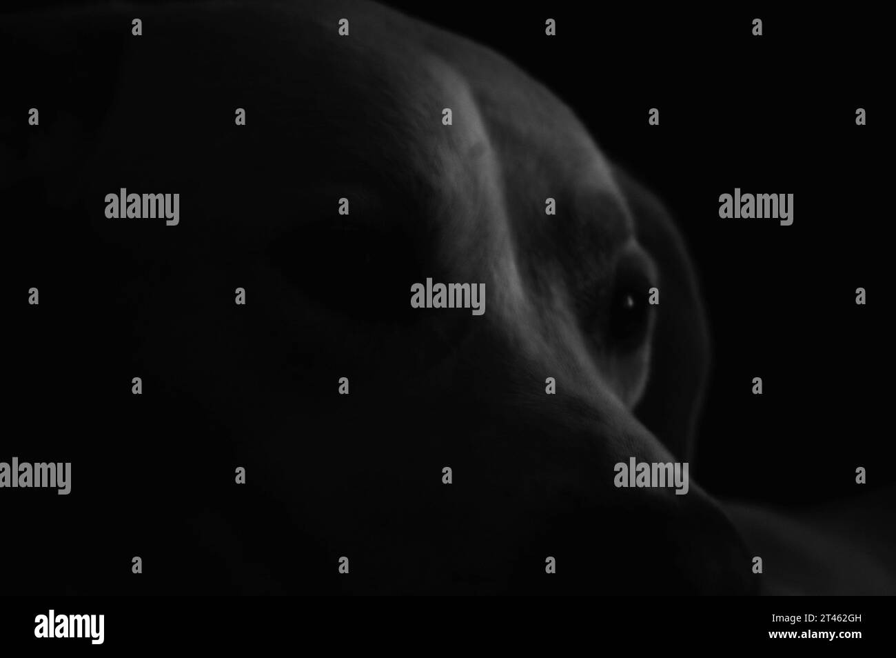 Cane bianco. Fotografia dai toni bassi. Foto Stock