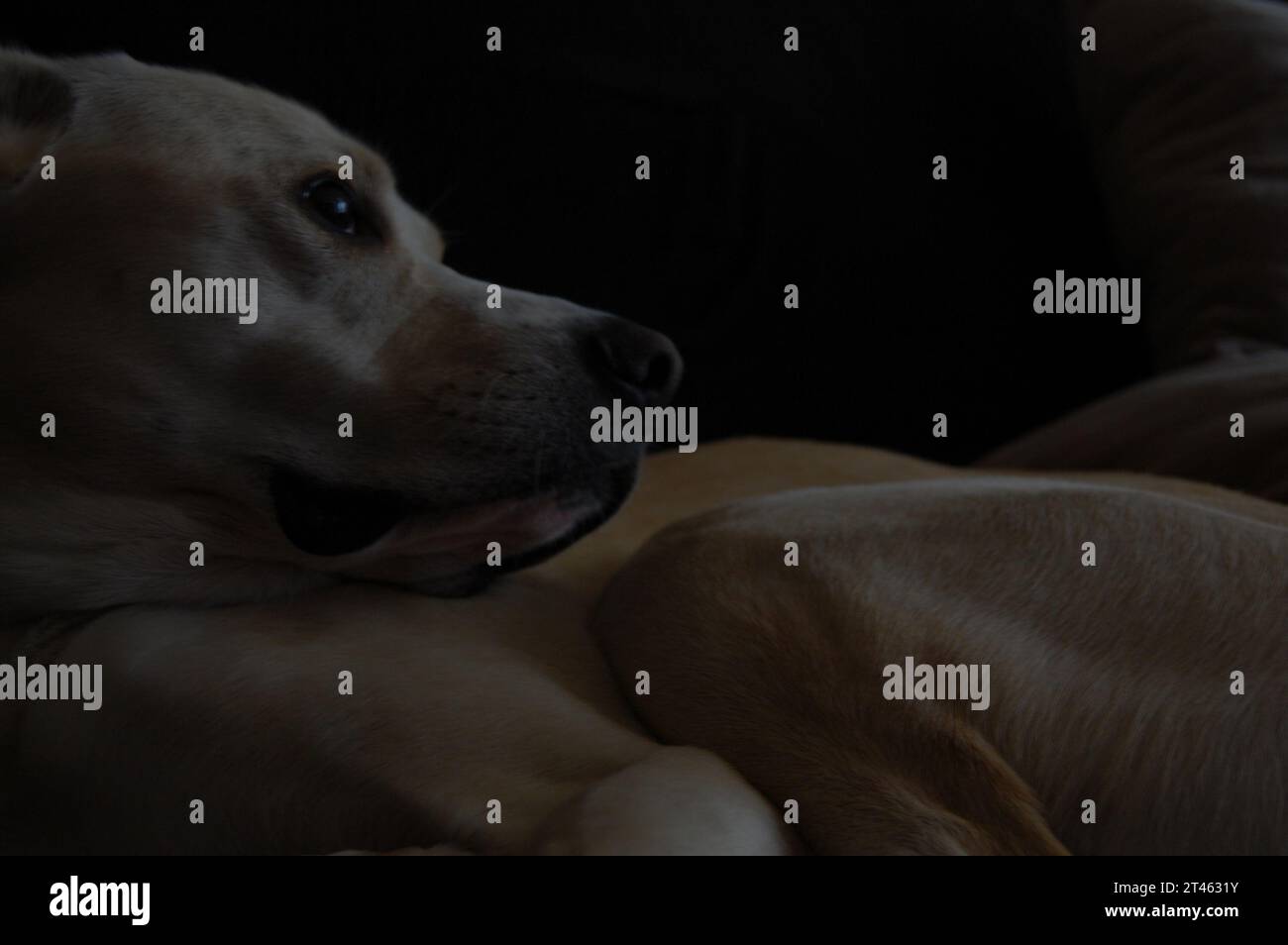 Cane bianco. Fotografia dai toni bassi. Foto Stock