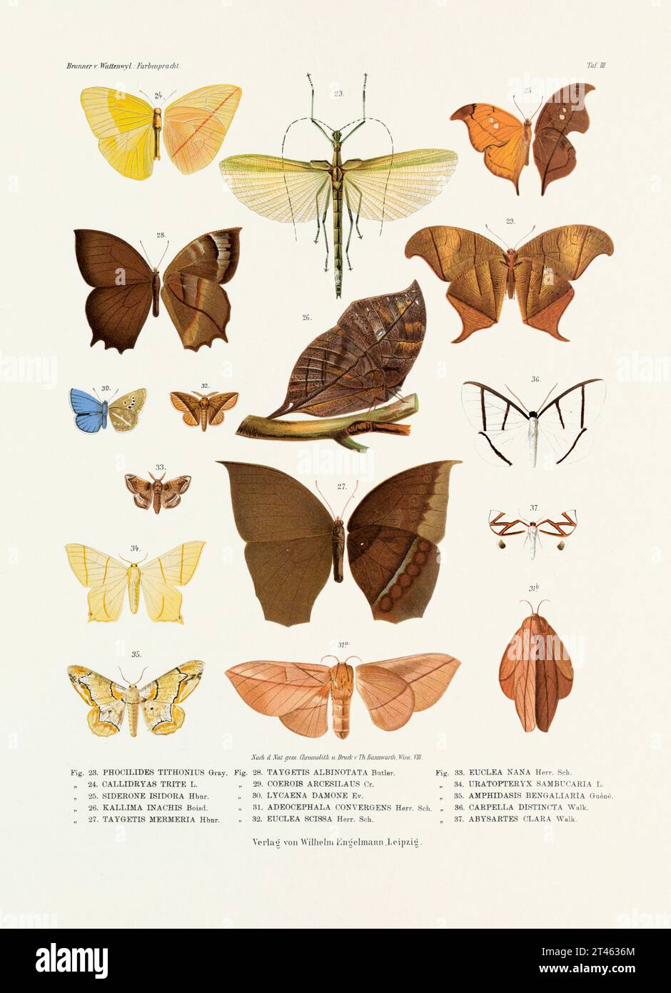 Un'illustrazione d'epoca di insetti tratta da una lastra tedesca del XIX secolo che mostra la colorazione di varie specie di insetti. Farfalle, locuste e oth Foto Stock