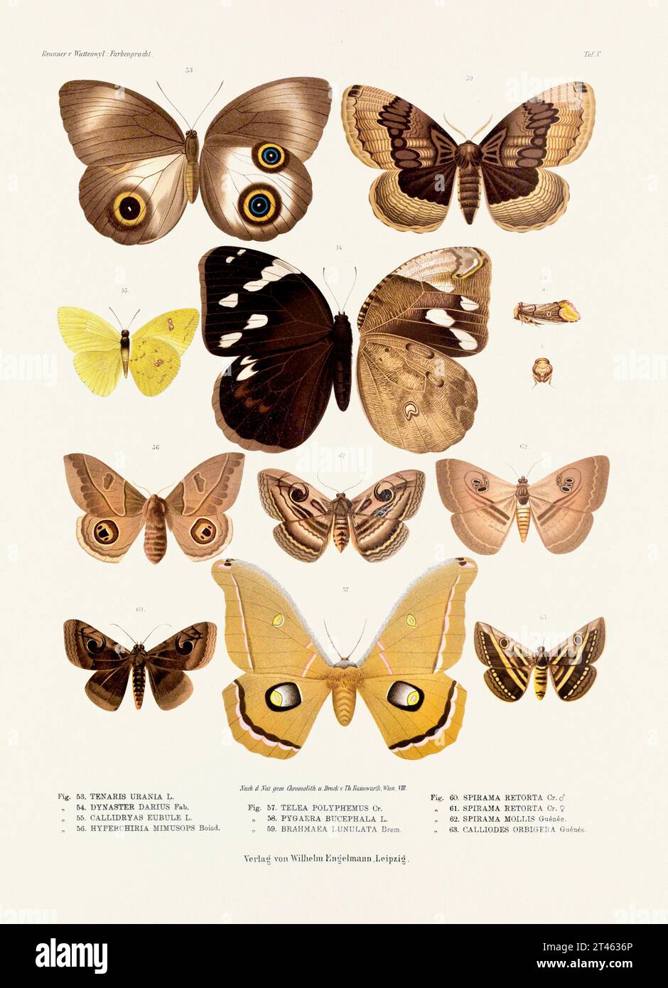Un'illustrazione d'epoca di insetti tratta da una lastra tedesca del XIX secolo che mostra la colorazione di varie specie di insetti. Farfalle e miti Foto Stock