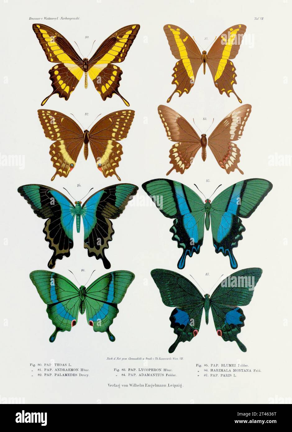 Un'illustrazione d'epoca di insetti tratta da una lastra tedesca del XIX secolo che mostra la colorazione di varie specie di insetti. Blue e Green Butterflies. Foto Stock