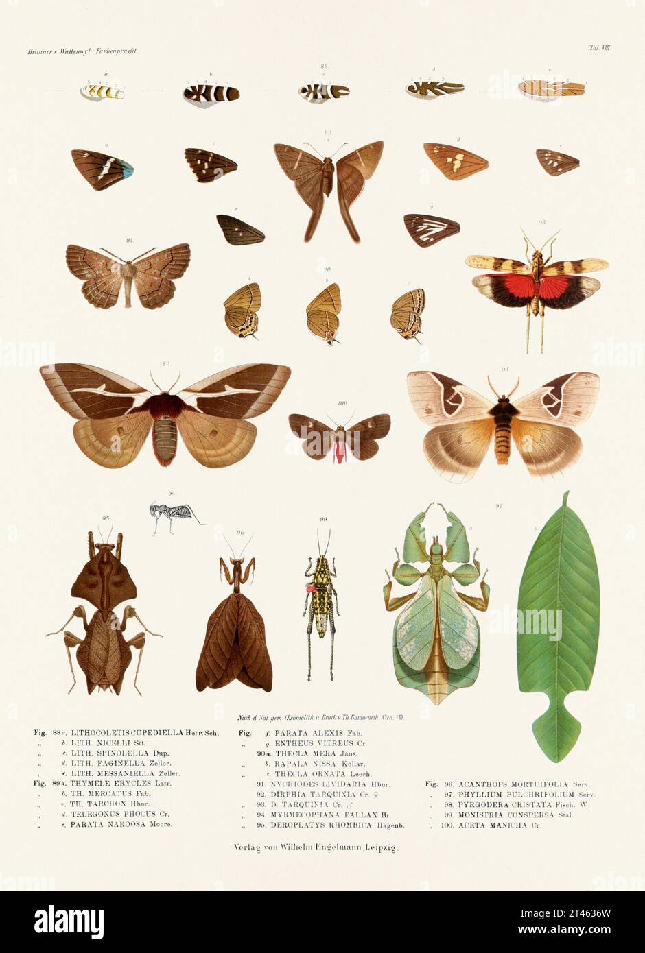 Un'illustrazione d'epoca di insetti tratta da una lastra tedesca del XIX secolo che mostra la colorazione di varie specie di insetti. Farfalle, miti, locuste, Foto Stock