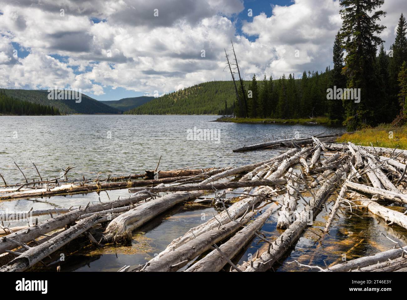 Una grande marmellata di tronchi che ostruisce la foce del lago Grizzly. Parco nazionale di Yellowstone, Wyoming Foto Stock