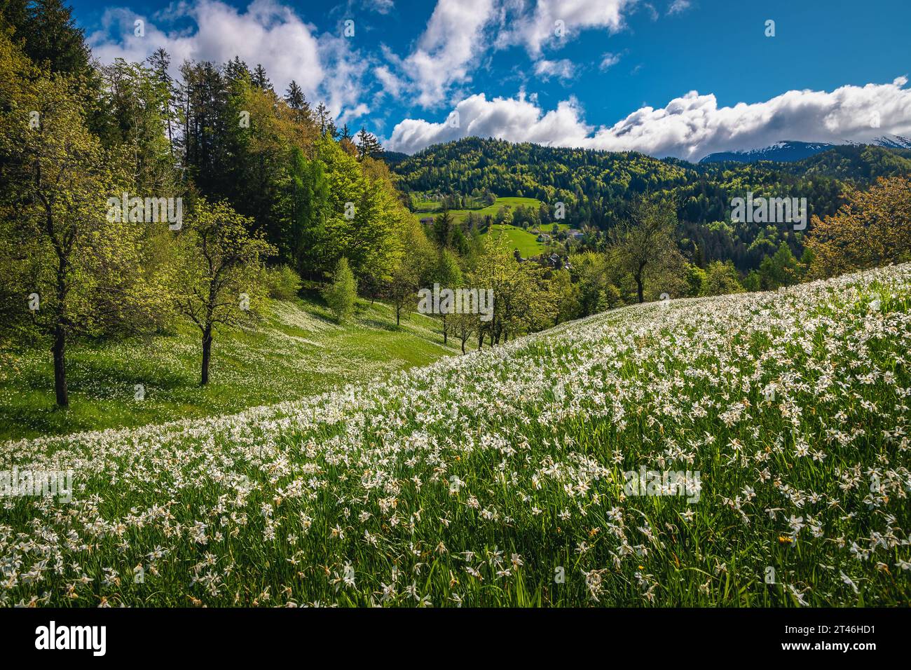 Splendide colline con fiori di narcisi bianchi in fiore. Splendido paesaggio fiorito stagionale con narcisi profumati, Jesenice, Slovenia, Europa Foto Stock