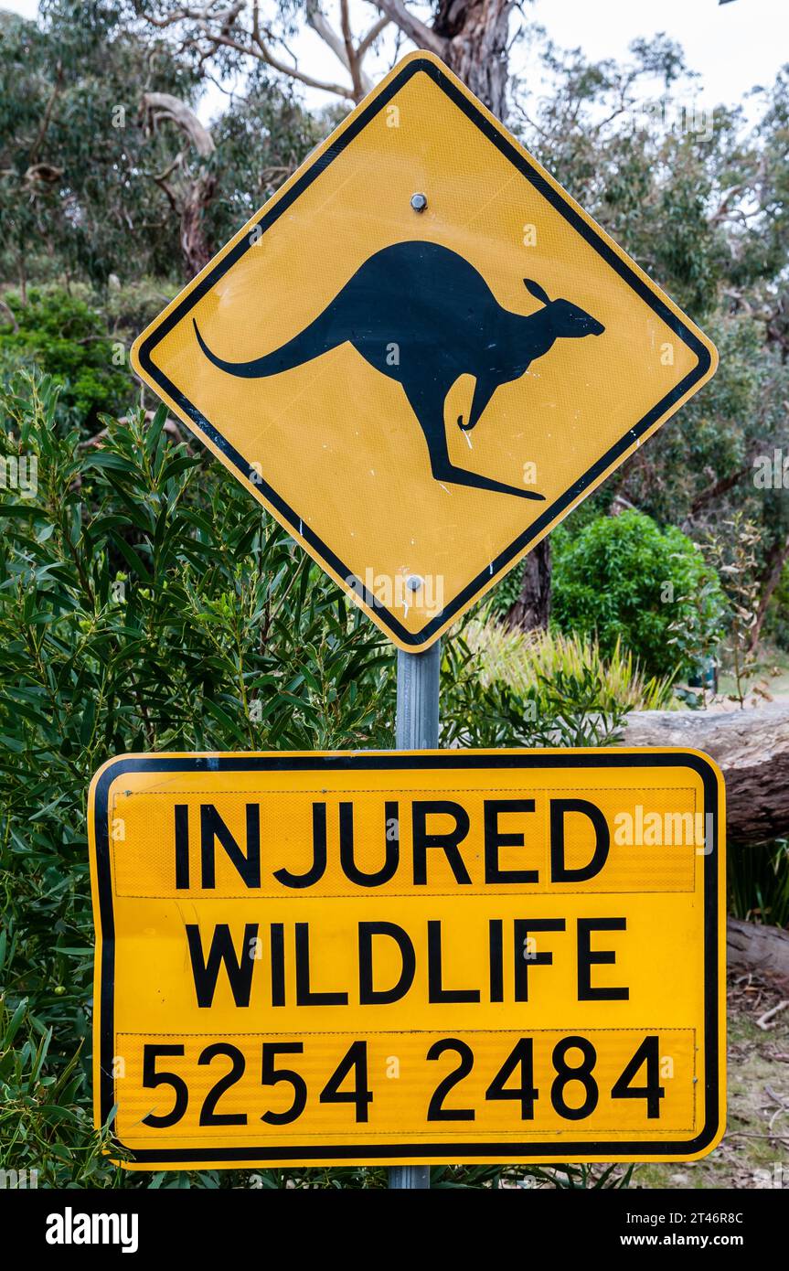 Vero e proprio canguro che attraversa il segnale di traffico, e la fauna selvatica ferita con il telefono di emergenza, Melbourne, Australia Foto Stock