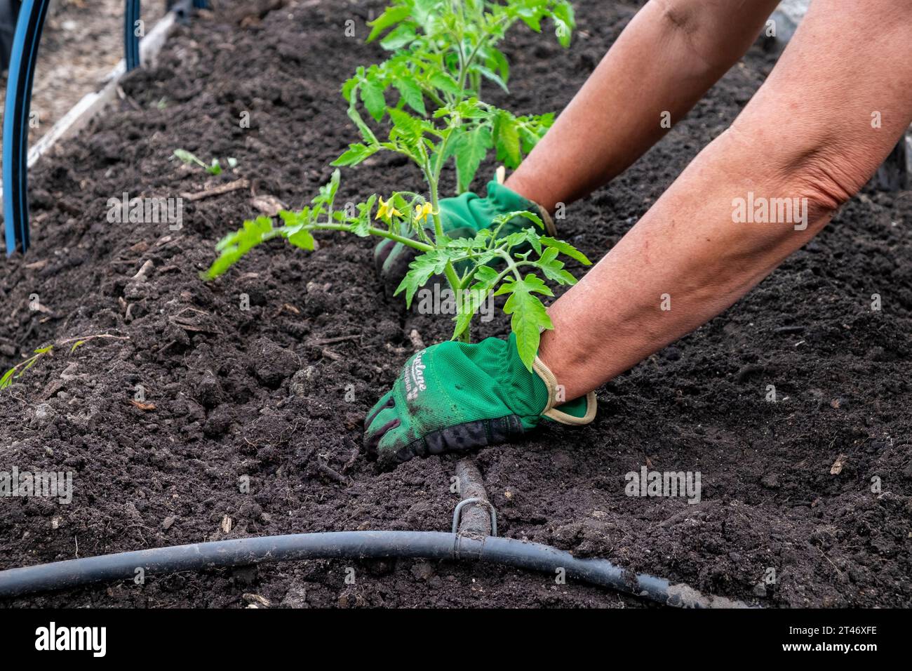 Piantare piantine di pomodoro San Marzano ben indurite in un letto da giardino ben preparato con rete di irrigazione a tubo lievito Foto Stock