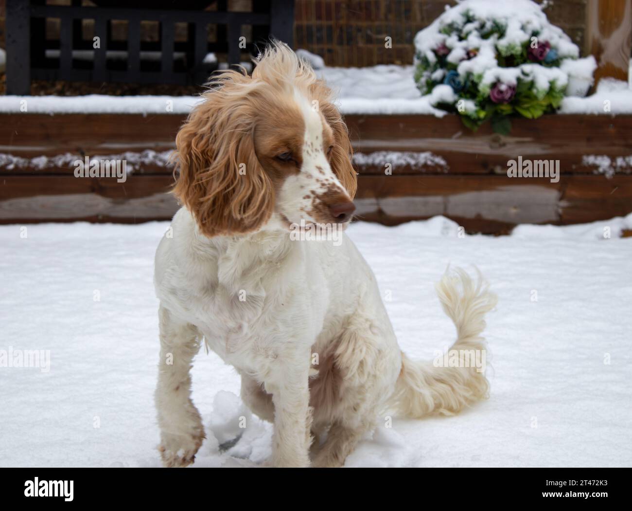 Spaniel che gioca nella neve Foto Stock