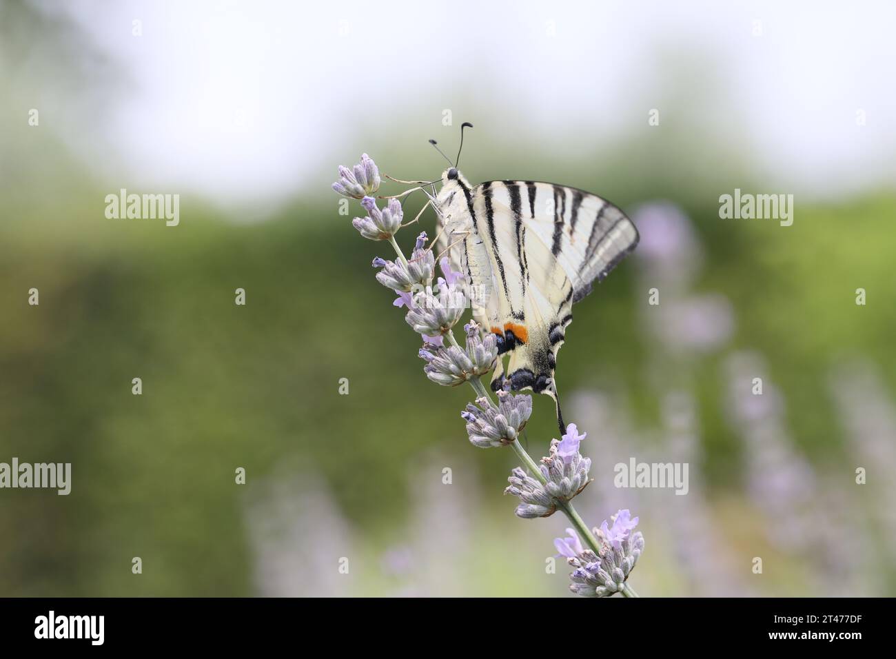 Coda di rondine (Iphiclides podalirius) che si nutre di fiori in un giardino. Fotografato in Toscana, Italia. Foto Stock