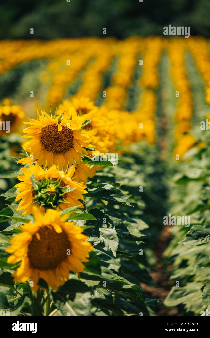 Filari di girasoli che fioriscono in un campo estivo vicino a Chatillon en Diois, nel sud della Francia (Drôme) Foto Stock