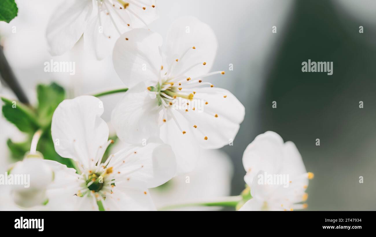 Primo piano di bellissimi fiori bianchi di albero di frutta su sfondo sfocato in primavera giorno di sole, fuoco selettivo. Sfondo primaverile con albero di frutta Foto Stock