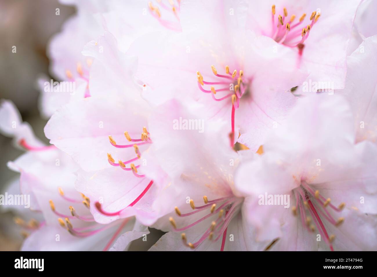 Fiore rosa che fiorisce con pistole gialle in una giornata di sole in primavera. Foto Stock