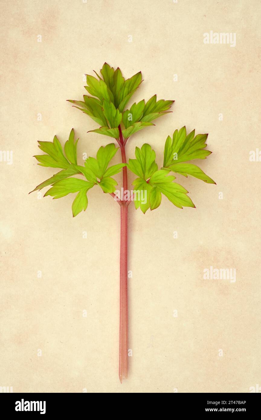 Stelo di foglie fresche di verde lime di Dicentra o cuore sanguinante adagiato su carta antica Foto Stock