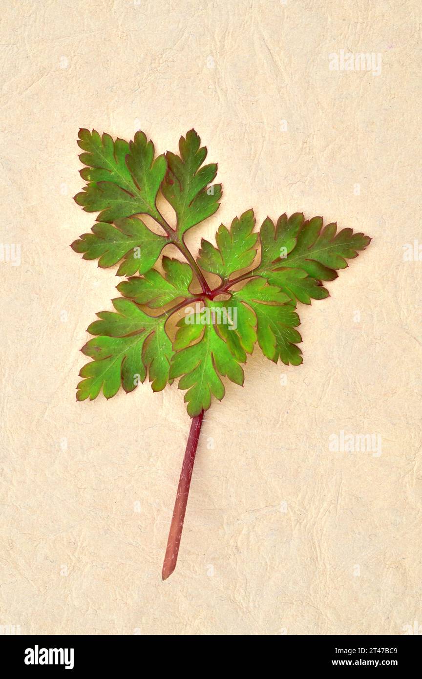 Stelo rosa e foglia verde di Herb robert o Geranium robertianum adagiato su carta antica Foto Stock