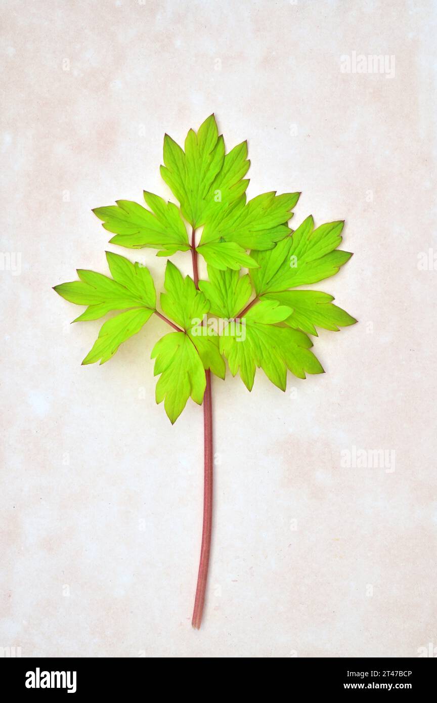 Stelo di foglie fresche di verde lime di Dicentra o cuore sanguinante adagiato su carta antica Foto Stock