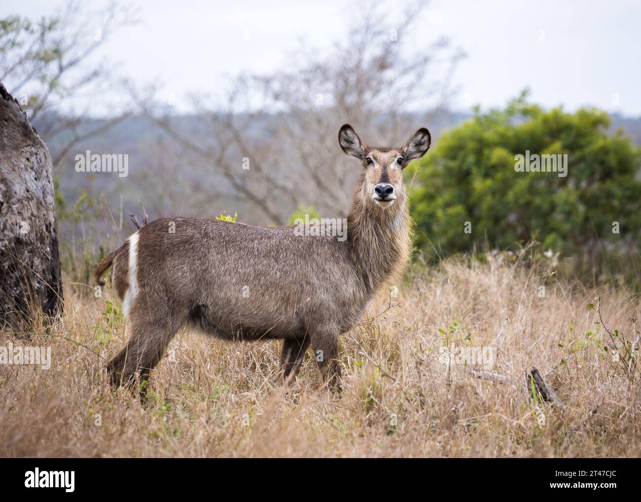 Una donna Waterbuck in piedi nel Bush guardando attentamente la telecamera nell'erba secca alta Foto Stock