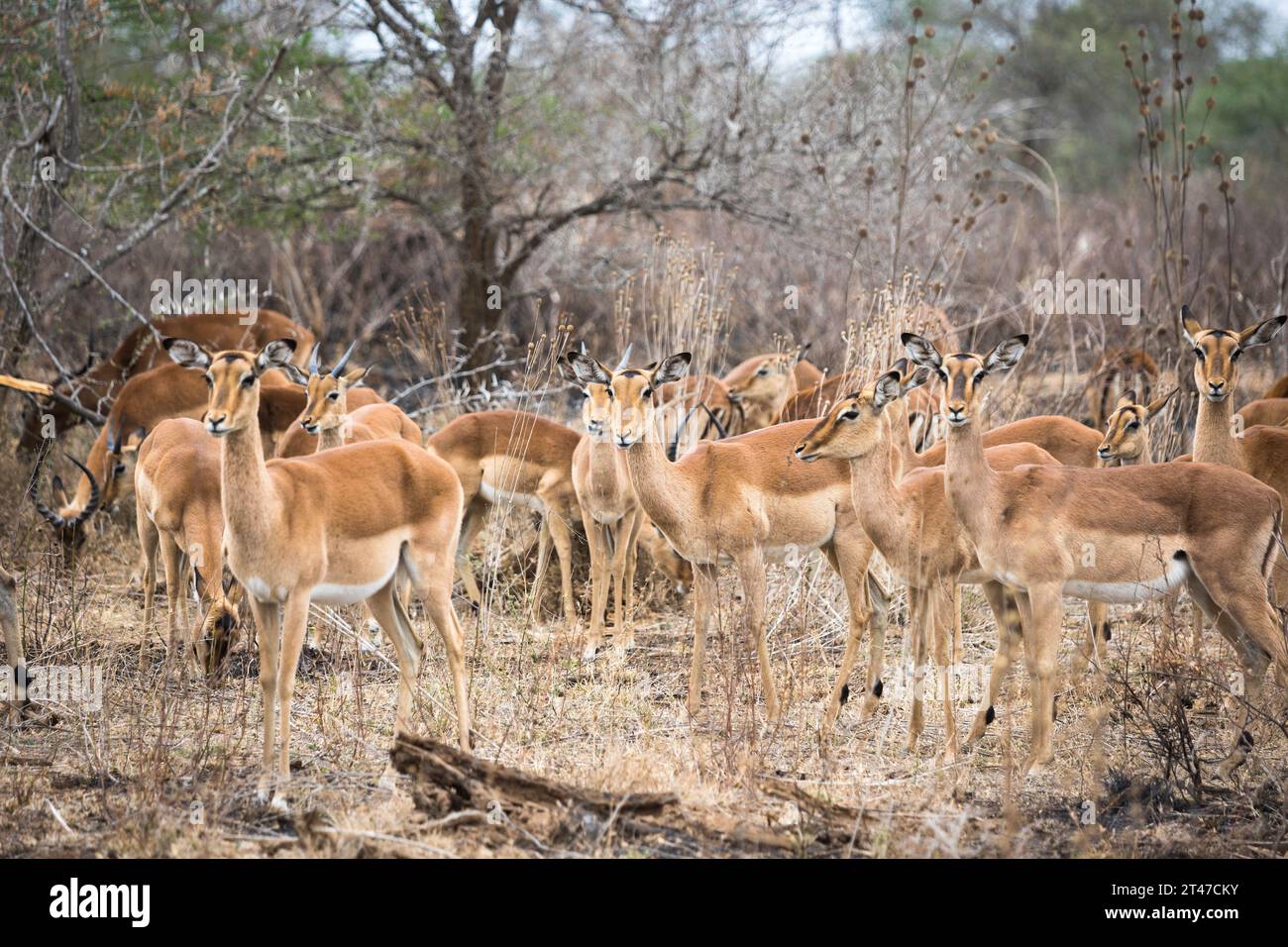 Un grande gruppo di Impala in piedi nel bushveld asciutto insieme guardano in allerta Foto Stock