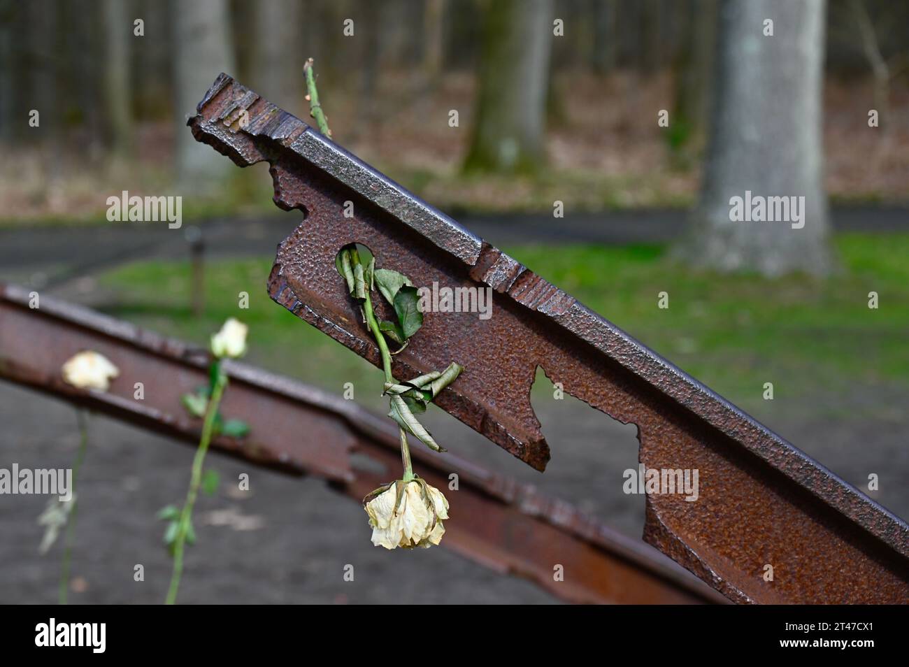 Resti della ferrovia per Camp Westerbork, un campo di transito per (principalmente) ebrei. Una rosa bianca appassita sulle rotaie ricorda una recente commemorazione Foto Stock