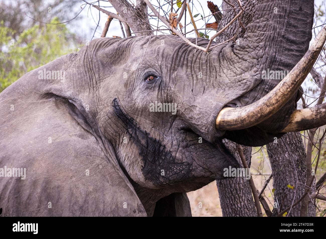 Primo piano di un toro di elefante africano che pascolava su un albero con guancia lacrimale Foto Stock