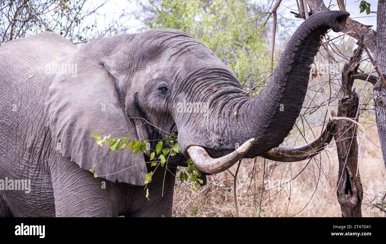 Primo piano di un toro di elefante africano che pascolava su un albero Foto Stock