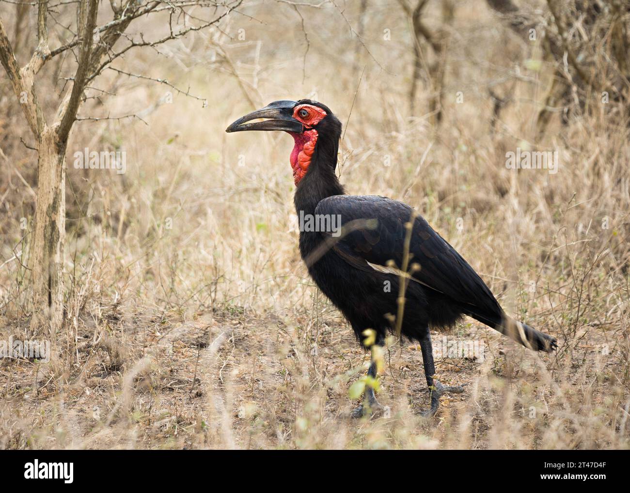 Ground-Hornbill meridionale (Bucorvus leadbeateri) grande uccello nero con il volto rosso che cammina Foto Stock