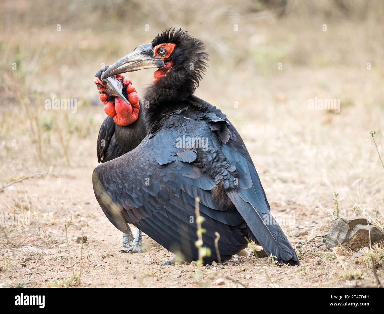 Due grandi uccelli neri con il rosso in faccia che interagiscono Foto Stock