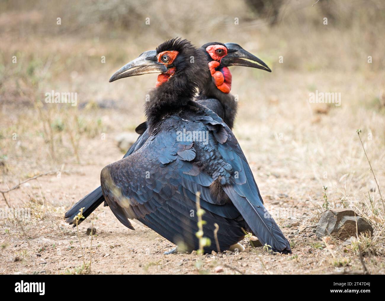 Due grandi uccelli neri con il rosso in faccia che interagiscono Foto Stock