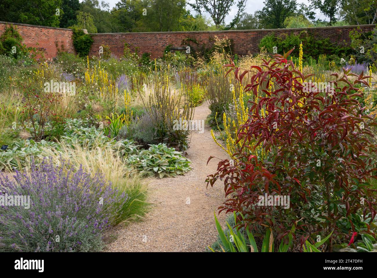 Estate nei giardini di RHS Bridgewater, Worsley, Salford, Inghilterra. Impianto misto nel Paradise Garden. Foto Stock