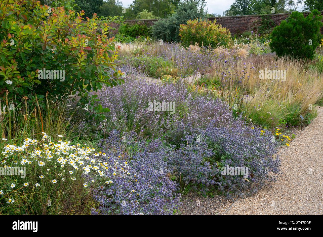 Estate nei giardini di RHS Bridgewater, Worsley, Salford, Inghilterra. Impianto misto nel Paradise Garden. Foto Stock