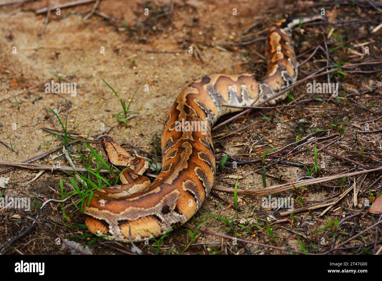 Malesia. I pitoni a sangue selvatico sono molto rari al giorno d'oggi, sono molto ricercati per il commercio esotico di animali domestici in quanto possiedono una bella pelle rossa o marrone e un motivo. Si nutrono principalmente di roditori a causa del loro corpo grasso corto che li rende difficili da scalare sugli alberi come il più comune pitone reticolato.H.BERBAR/HBLnetwork Credit: Imago/Alamy Live News Foto Stock