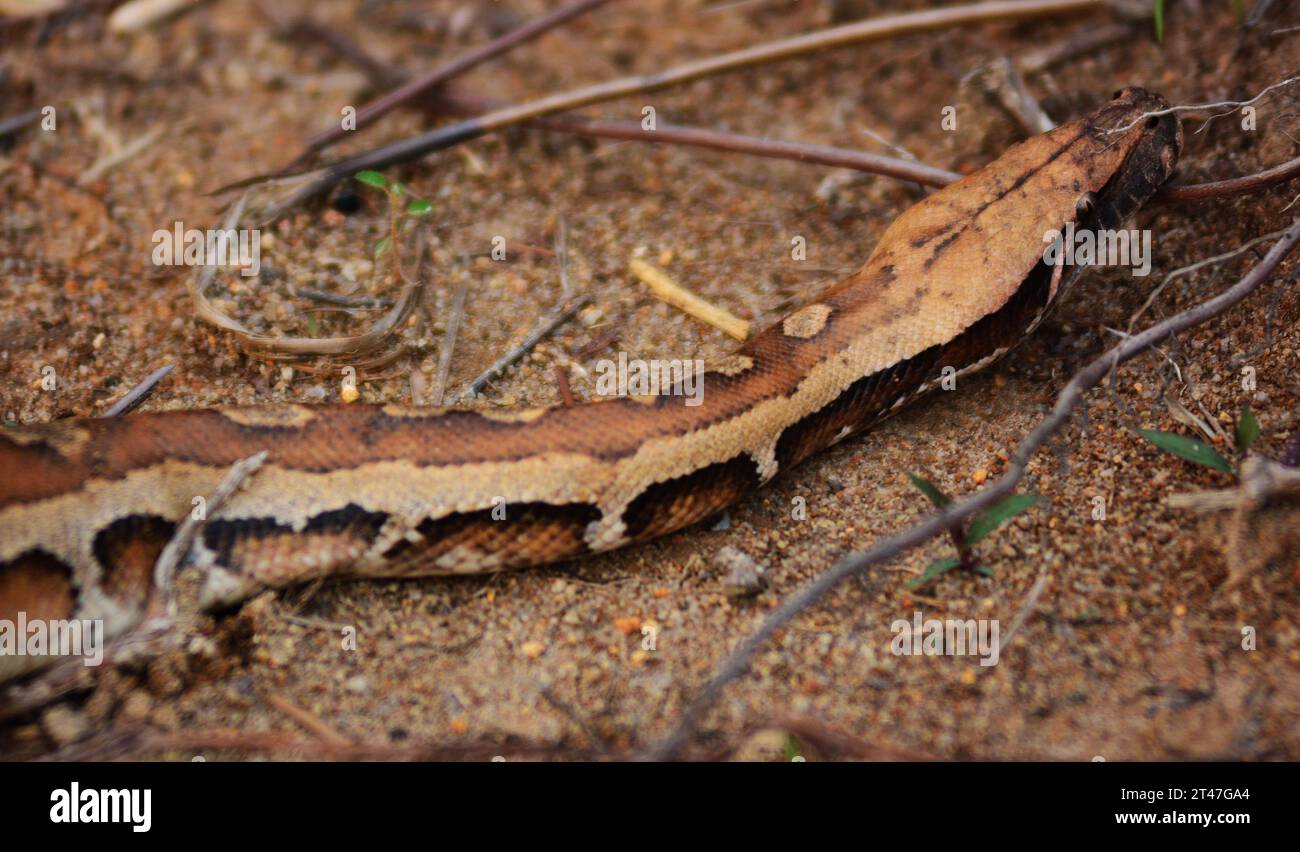 Malesia. I pitoni a sangue selvatico sono molto rari al giorno d'oggi, sono molto ricercati per il commercio esotico di animali domestici in quanto possiedono una bella pelle rossa o marrone e un motivo. Si nutrono principalmente di roditori a causa del loro corpo grasso corto che li rende difficili da scalare sugli alberi come il più comune pitone reticolato.H.BERBAR/HBLnetwork Credit: Imago/Alamy Live News Foto Stock