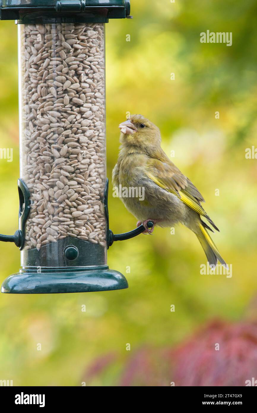 Greenfinch, Chloris chloris, nutrirsi di cuori di girasole sull'alimentatore di uccelli in giardino, ottobre Foto Stock