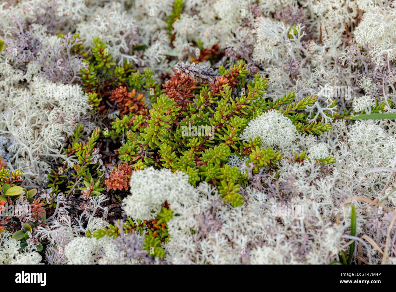 Arctic Tundra lichen Moss primo piano. Si trova principalmente nelle zone della Tundra artica, la tundra alpina, ed è estremamente resistente al freddo. Cladonia rangiferina, anche k Foto Stock