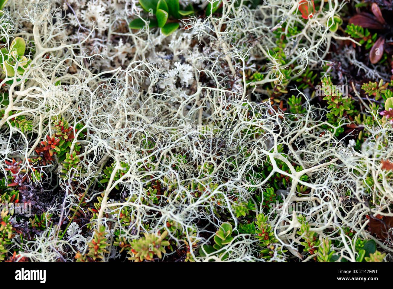 Arctic Tundra lichen Moss primo piano. Si trova principalmente nelle zone della Tundra artica, la tundra alpina, ed è estremamente resistente al freddo. Cladonia rangiferina, anche k Foto Stock