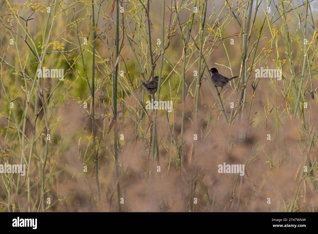 habitat naturale degli uccelli canori nelle praterie Foto Stock