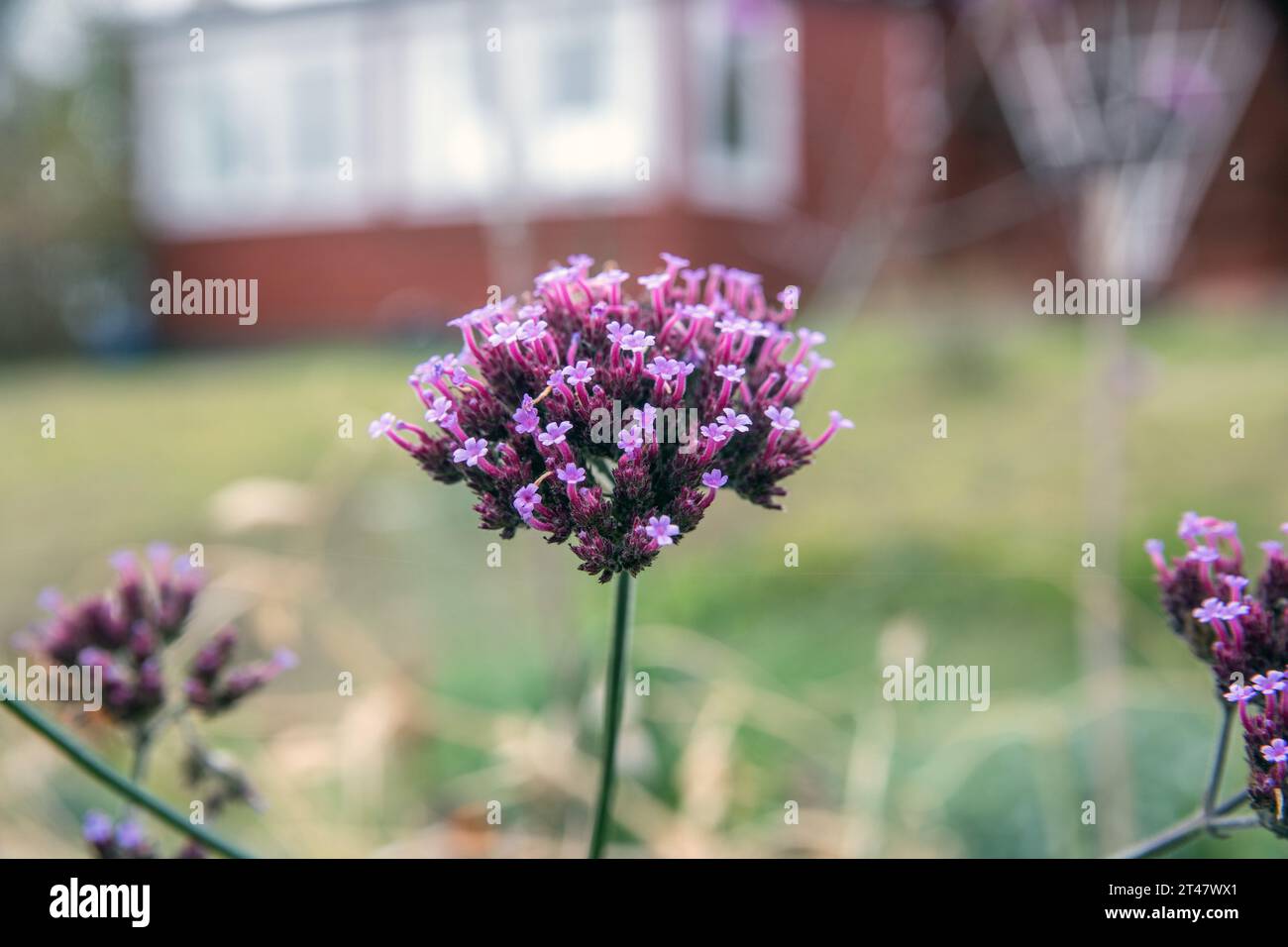 Verbena Bonariensis Foto Stock