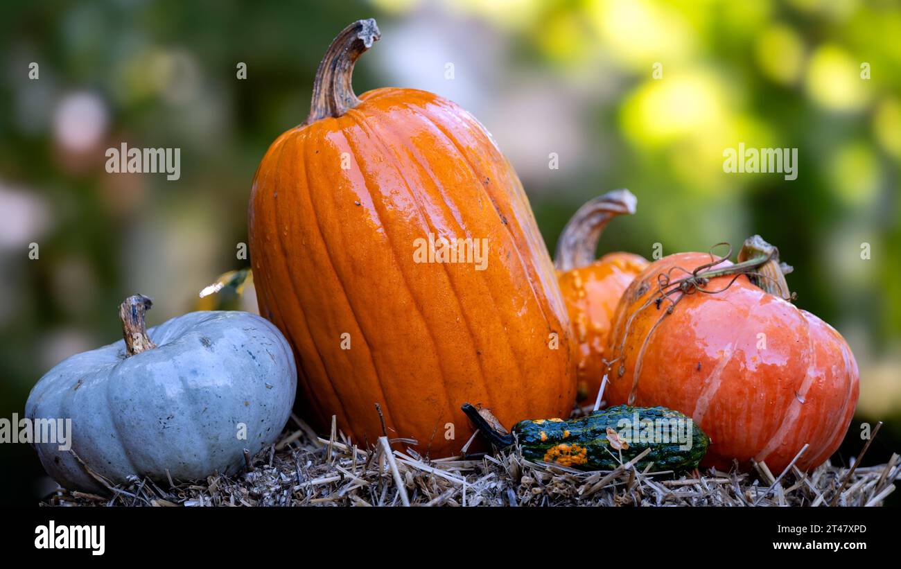 21.10.2023, Deutschland, Sachsen, Großharthau: Zur Messe ãHerbstzauber' wurde am Wochenende in den Schlosspark Großharthau eingeladen. Tausende Besucher nutzen vor allem am Sonnabend das schöne Herbstwetter, am Freitag und Sonntag ging es indes zumindest zeitweise nicht ohne Regenschirm. *** 21 10 2023, Germania, Sassonia, Großharthau alla fiera ãHerbstzauber' è stato invitato al fine settimana nel parco del castello Großharthau migliaia di visitatori hanno approfittato del bel tempo autunnale, soprattutto il sabato, il venerdì e la domenica, tuttavia, è andato almeno temporaneamente non senza ombrello Foto Stock